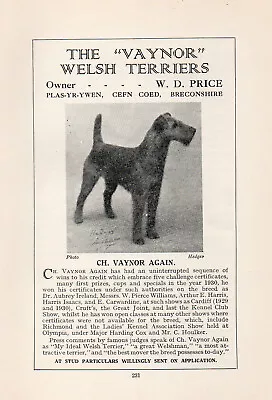Welsh Terrier Old Vintage 1934 Dog Print Page   Ch. Vaynor Again   • $6.30