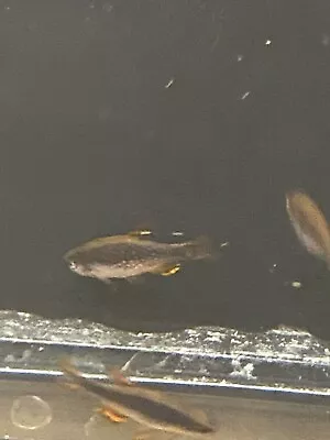 6 Galaxy Rasboras Celestial Pearl Danio Live Freshwater Aquarium Fish • $59