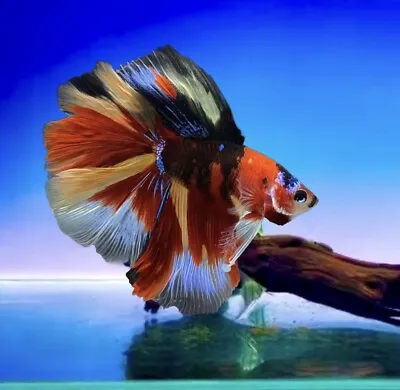 Stunning Halfmoon Nemo Male Betta Splend Beautiful Fish Hm Half Moon • £40