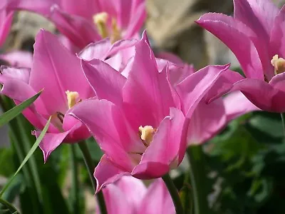 Pink Lily Flowers Canvas Picture Poster Print Wall Art Unframed #1974 • £7.36
