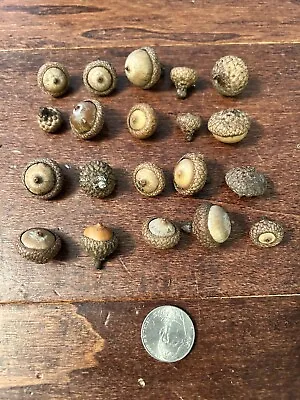 20 Small Michigan Northern Red Oak Tree Acorns With Caps Seeds Fall Decoration • $11.99