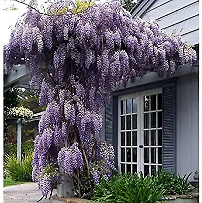 £19.50 • Buy Climbing Fragrant Plant Wisteria Sinensis Prolific -  2.25 Litre Pot 