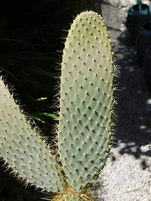 £25 • Buy Echios V Barringtonensis Rare Galapagos Opuntia