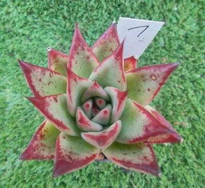 Echeveria Agavoides Ebony( Mexico) X Echeveria Rubin 8cm Diametersucculent • $45