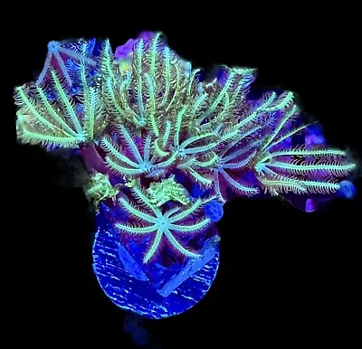 Pipe Organ Daisy Polyp Coral Frag - WYSIWYG CORALS BEGINNER EASY SOFT CORALS • $29.99