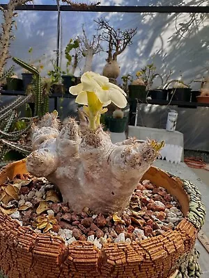 Pachypodium Eburneum - E Cactus Cacti Succulent Real Live Plant • $500