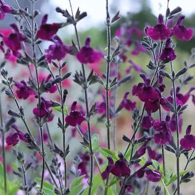 3x Salvia Nachtvlinder Plug Plants Purple Flowers Perennial Sage • £9.95