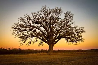 Bur Oak Trees For Planting | Live Seedlings - No Ship To California • $32.96