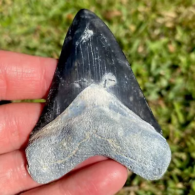 3” Big Classic Megalodon Shark Tooth Fossil Sharks Teeth Meg Mako Gem BV FL • $200