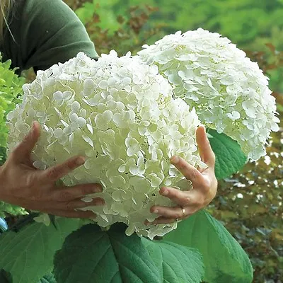 £21 • Buy Hydrangea Arborescens Strong Annabelle In 3L Pot Aka Incrediball