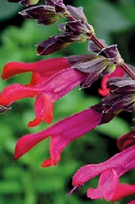 3x Salvia Amante Plug Plants Ornamental Sage Perennial Pink/black Flowers • £9.95