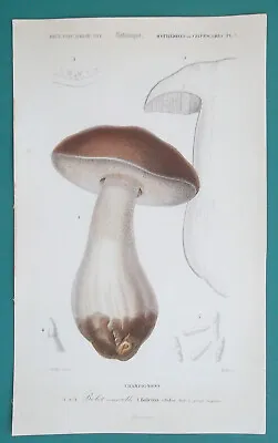 MUSHROOMS Boletus Edulis Edible Bolete - 1849 COLOR Botanical Print • $24