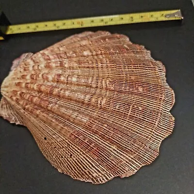 $5.60 • Buy Large 5 1/2  Lion's Paw Scallop Seashell, Natural Orange Tan, Stripes