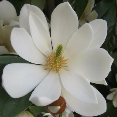 T&M Compact Magnolia Fairy Cream Plant Michelia Evergreen 13cm Potted Plant • £26.99