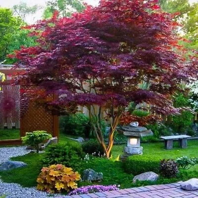 $9.99 • Buy Bloodgood Japanese Maple - 10 Seeds 2022 - USA Seller