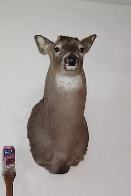 Whitetail Deer Head Shoulder Mount Taxidermy Cape Shed Antler Hunt Mule • $265