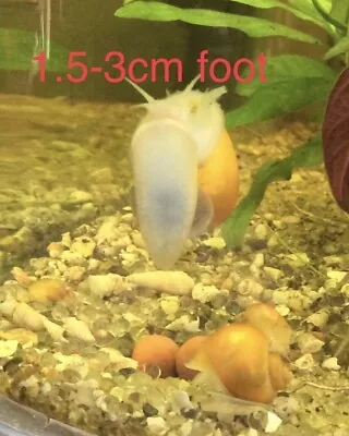 Mystery Snails Yellow X6 FOR $10.00 • $10