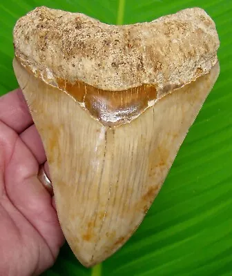 Megalodon Shark Tooth - Xl 5 & 1/2 - Indonesian - W/ Display Stand - Megladone • $750