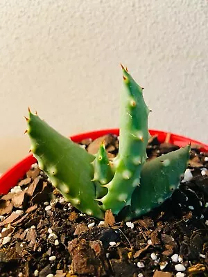 Aloe Hybrid Aculleata V Crousiana • $26.45