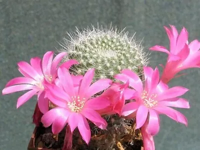 REBUTIA (Rebutia Senilis Var Lilacinorosea) 10 Seeds • $4