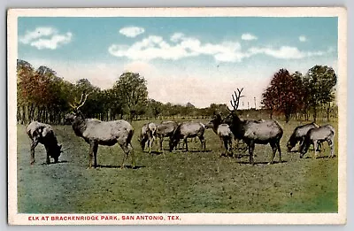 Deer Elk At Breckenridge Park San Antonio TX Postcard 1920's Wildlife Animals • $12.95