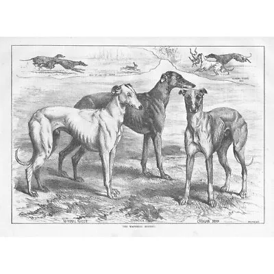 COURSING Dogs At The Waterloo Meeting - Antique Print 1884 • £16.99