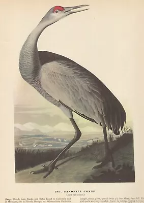 1942 Audubon Art Print 261 Sandhill Crane. Vintage Bird Illustration. • $9.49