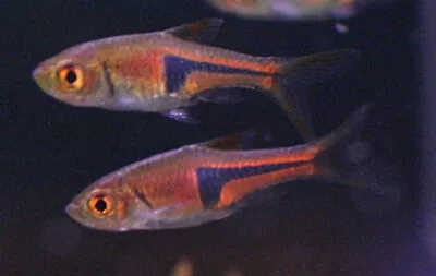 6 Lambchop Rasbora (Trigonostigma Espei) Live Freshwater Aquarium Fish • $36.99