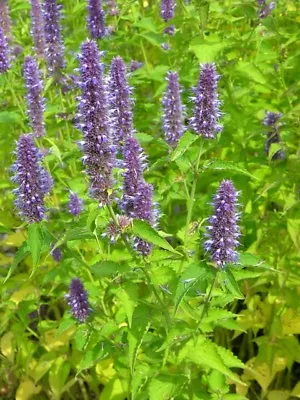 Giant Hyssop - Agastache Mexicana - Lavender Blue 1400 Finest Seeds - Perennial • £2.59