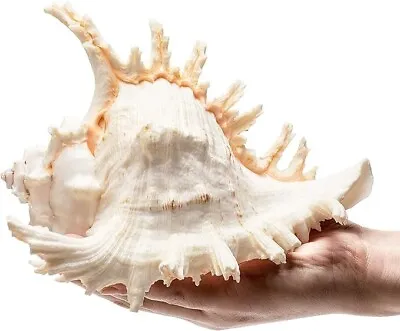 Large White Murex Ramosus Natural Conch Seashell Rare Real Aquarium 7 - 9  Huge • $54.85