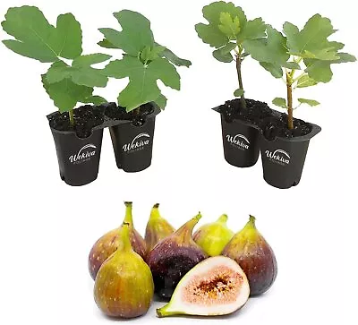 Fig Tree - 4 Live Starter Plants - Ficus Carica • $27.97