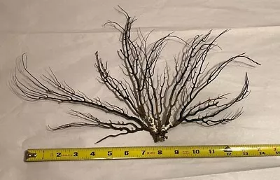 Natural Sea Fan / Soft Coral- Ethically Collected In Florida • $16.99