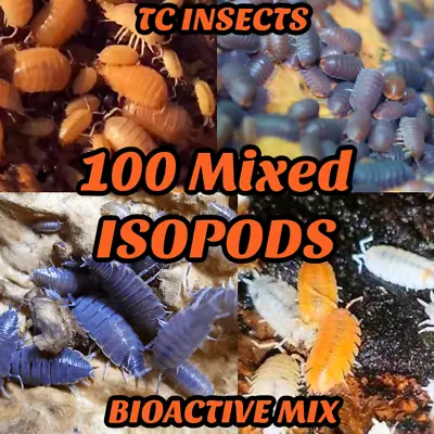 ☆100ct MIXED SPECIES ISOPODS FEEDER Bioactive Isopod Vivarium Pillbug Roly Poly☆ • $25.99