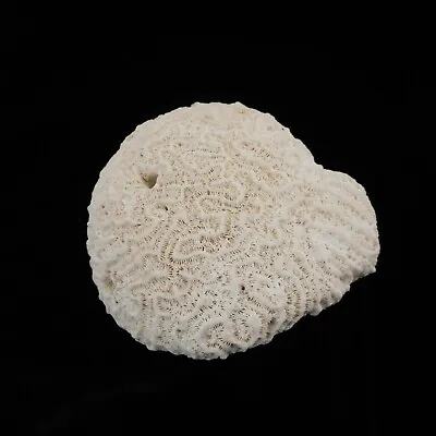 $29.99 • Buy Natural White Brain Coral 5  Across Beautiful Beach Home Decor
