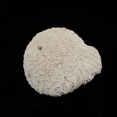 Natural White Brain Coral 5  Across Beautiful Beach Home Decor • $29.99