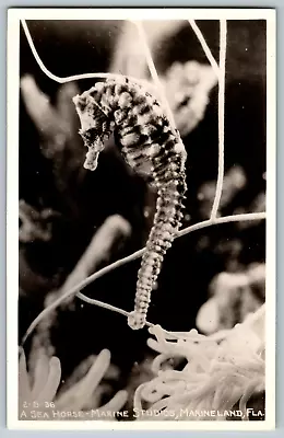 RPPC Vintage Postcard - A Sea Horse Marine Studios Marineland Florida • $62.99