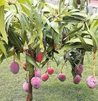 Mango Live Tropical Fruit Tree 10”-14” In The Pot / Seeding Mango Live Plant • $29