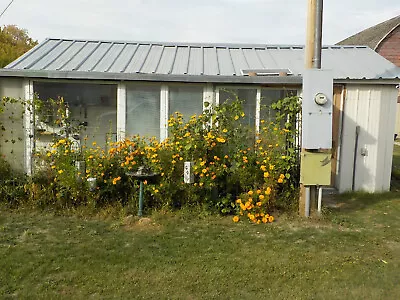 Giant Marigold Seeds 100+ Free Shipping! • $2.25