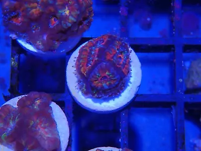 Rainbow Acan Coral Marine Aquarium LPs Hard Coral 3 Heads • £30