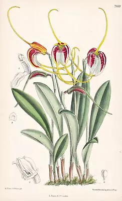 Masdevallia Schroederiana Peru Orchid Orchid Botany Lithograph Curtis 7859 • $17