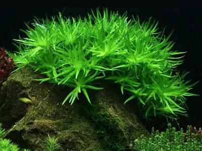 £7.95 • Buy 7 X Heteranthera Zosterifolia - Star Grass Live Aquarium Aquatic Plants Fish 
