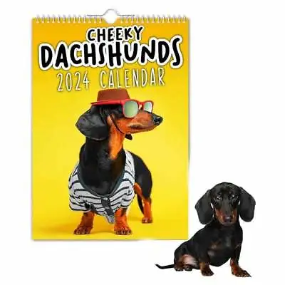 Cheeky Dachshunds - 2024 Wall Calendar/Funny/Quirky/Christmas/Birthday /Gift • £11.59