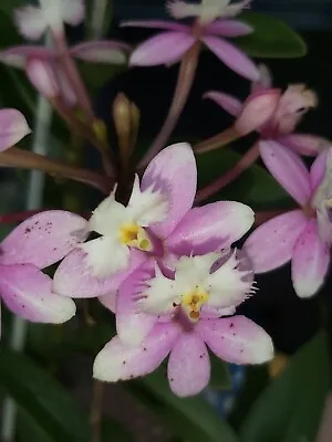$6.99 • Buy Purple & White Crucifix Orchid 20 Seeds  (Epidendrum Radicans) Reed Stem Orchids