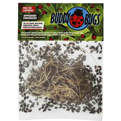 Buddy Bugs 1500 Fresh Live Ladybugs For Garden | Guaranteed Live Delivery • $19.99