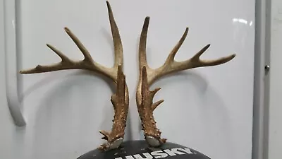 7x7 WHITETAIL DEER 145 0/8 ANTLERS Mule Mount Taxidermy Sheds Elk Rack • $115