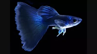 $49.99 • Buy FRY PACK 8 - Blue Moscow - Live Guppy Aquarium Fish - FREE SHIPPING - Guaranteed