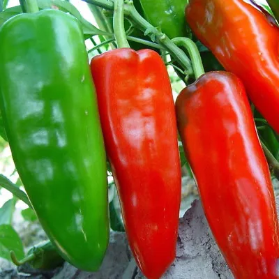 Pepper - Sweet Pepper - Marconi Red 100 Seeds Organic / Non Gmo • $2.49