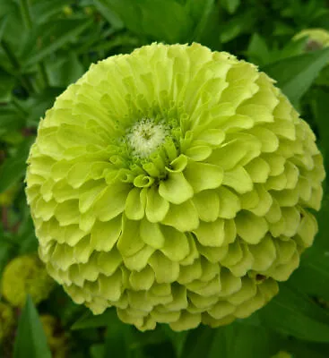 25 Zinnia Giant Envy Seeds - Beautiful Large Lime Green Flowers - 25 Seeds  • £2.99