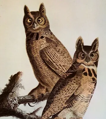 John James Audubon Birds Great Horned Owl Vintage Art Print Book Plate 412 • $14.99