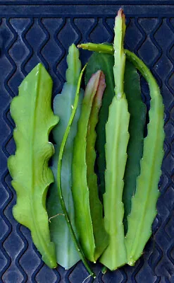 6) Mystery Epiphyllum Orchid Cactus Cuttings Mixed Colors Assorted - No Names • $36